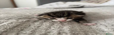 Tabby boy 2 