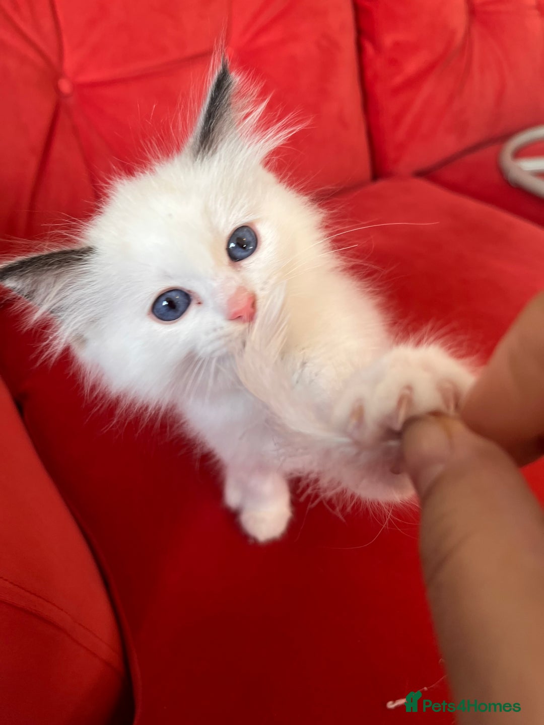 Ragdoll cats for sale: TICA Registered Bicolour boy - Image 8