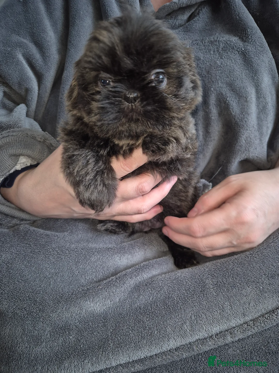Shih Tzu dogs for sale: KC Reg Full imperial Shih tzu. - Advert 2