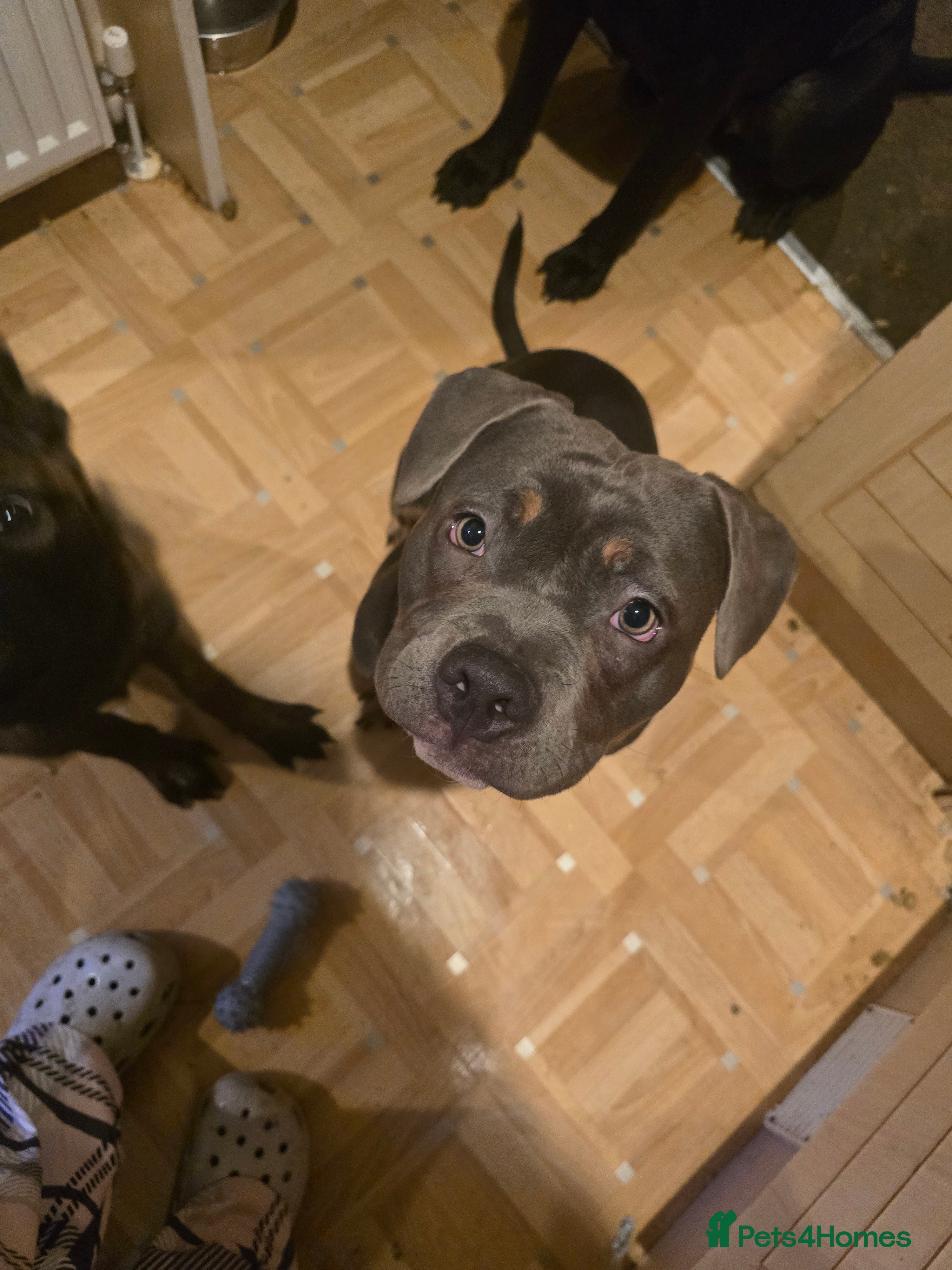 American Bully dogs ✨️pocket bully✨️ - Advert 1