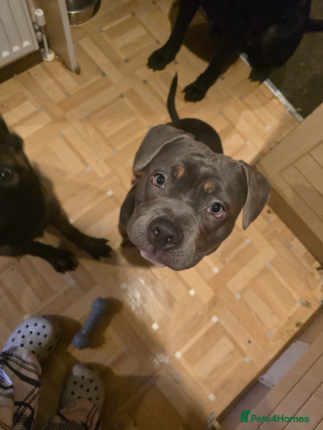 American Bully dogs for sale: ✨️pocket bully✨️ - Advert 1