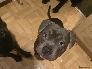 American Bully dogs ✨️pocket bully✨️ - Advert 1