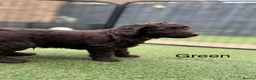Cockapoo dogs for sale:  Absolutely stunning  F1b chocolate cockapoos  in Peterborough - Advert 10