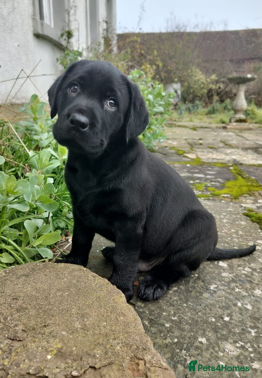 Labrador Retriever dogs for sale: Adorable Labrador Puppies  - Advert 19