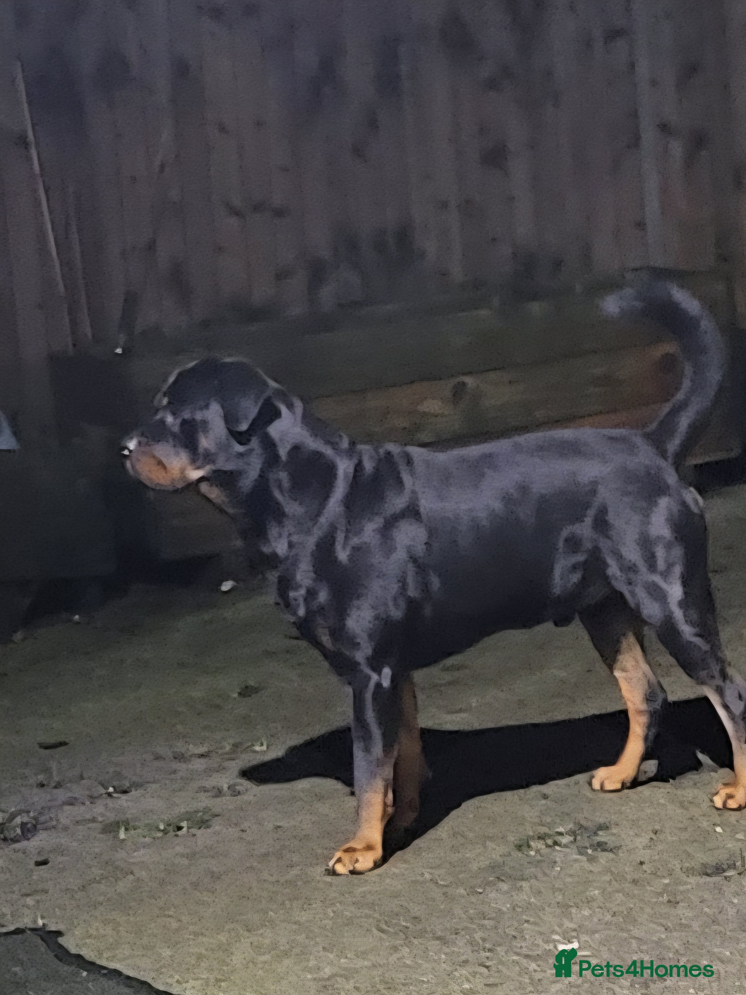 Mixed Breed dogs Rottweiler x malinois (malinweiler) pups - Advert 19