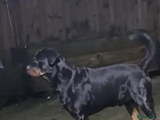 Mixed Breed dogs Rottweiler x malinois (malinweiler) pups - Advert 19