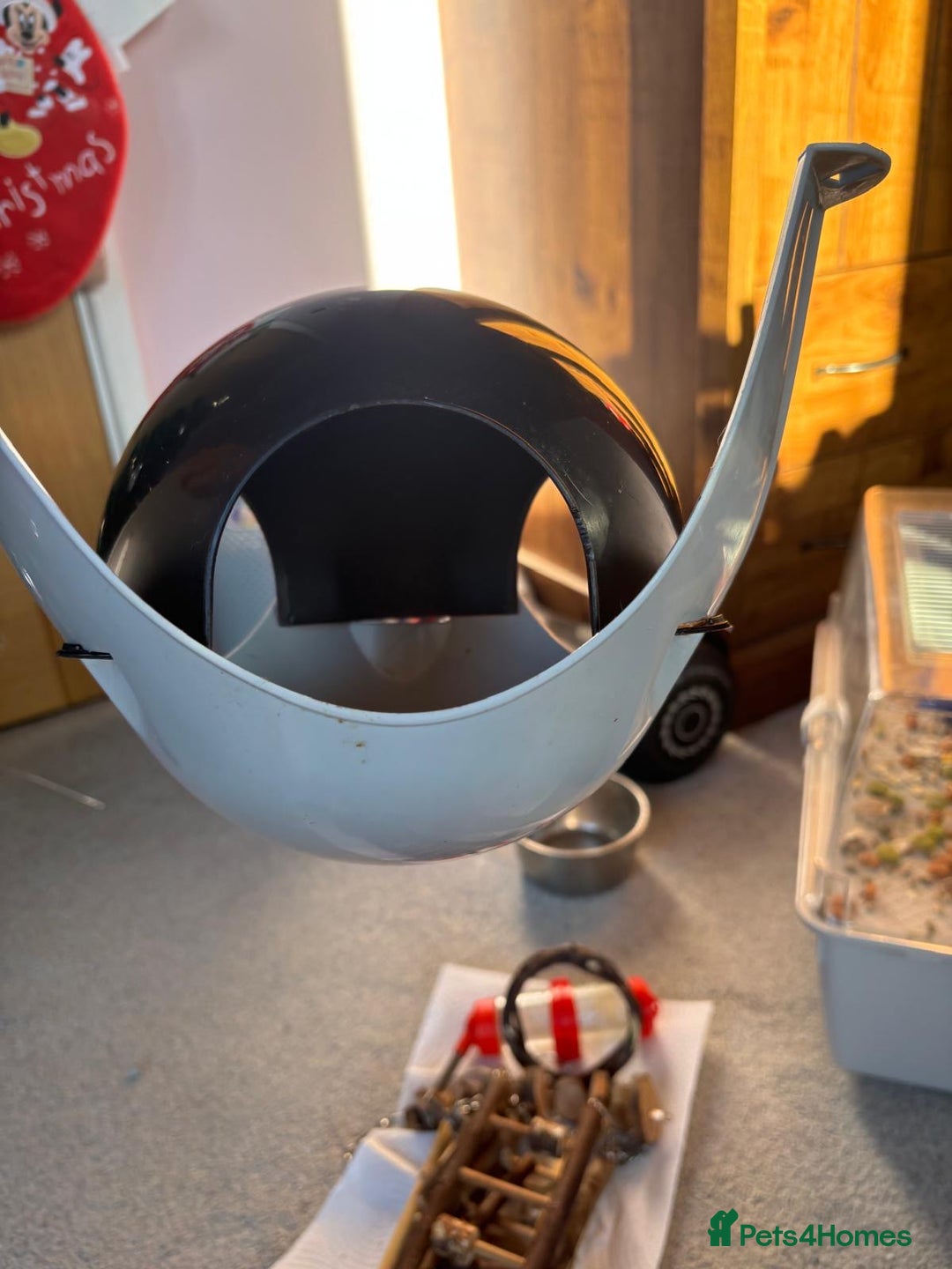 Rat rodents for sale: Dumbo Rats - Advert 18