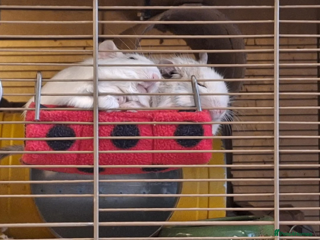 Degus rodents for sale: Pair of White Female Degus 1yo  - Advert 2