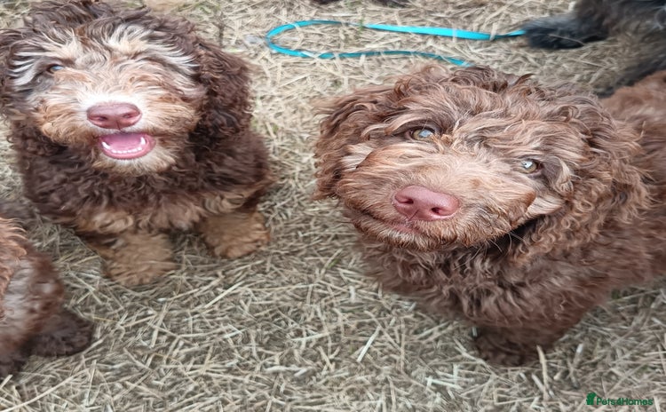 Labradoodle dogs - Advert 2