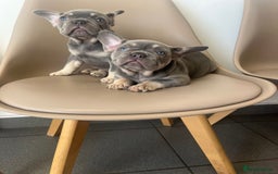French Bulldog dogs for sale: 💕 READY NOW KC REGISTERED 💕 - Image 3