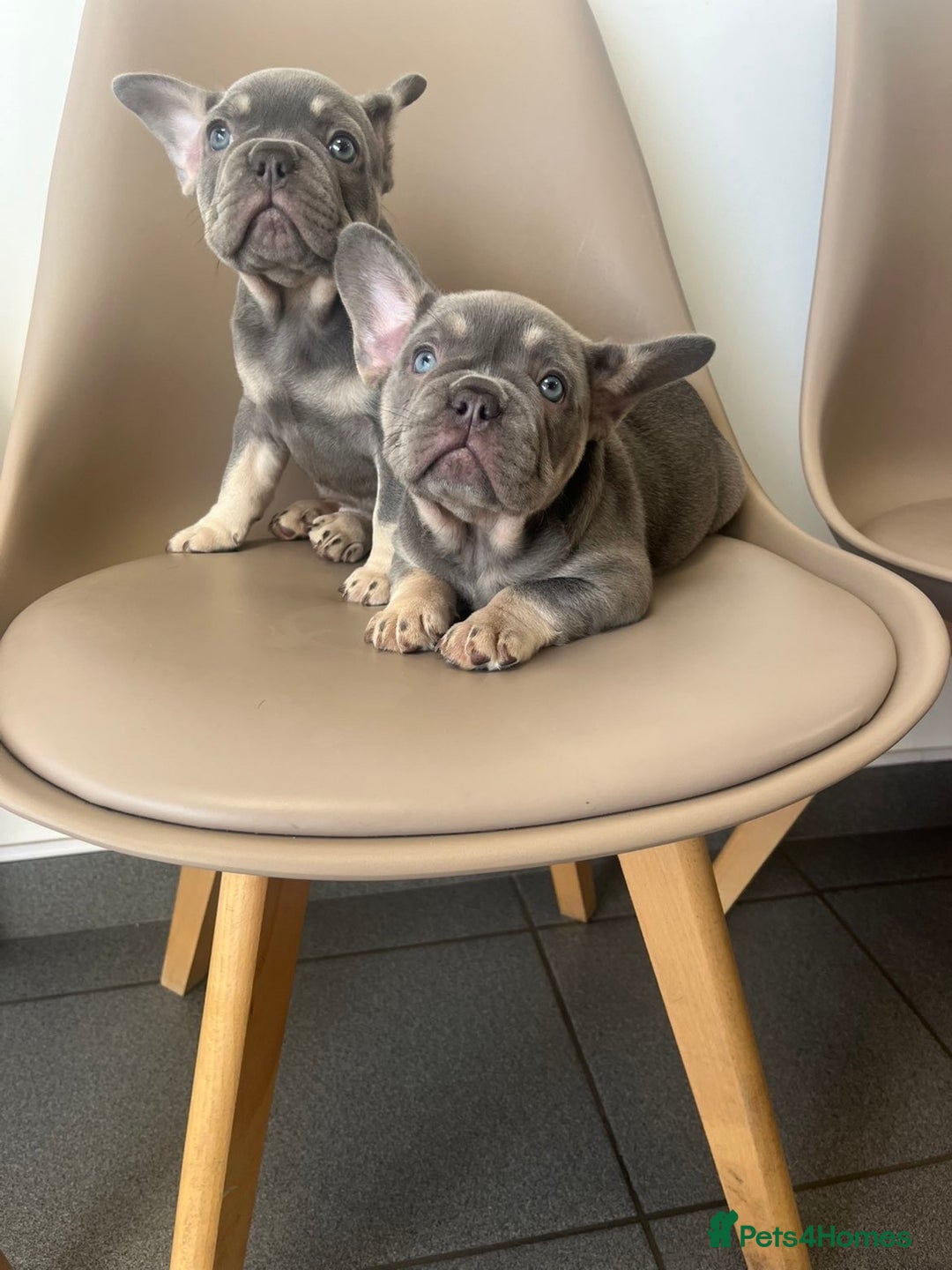 French Bulldog dogs for sale: 💕 READY NOW KC REGISTERED 💕 - Image 3