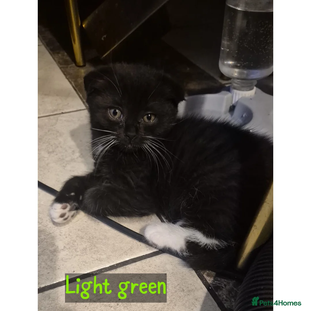 Scottish Fold cats for sale: 4 Beautiful Scottish Folds/Straights for sale - Advert 11