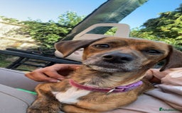 Mixed Breed dogs for sale: Benji and Eevee - Image 9