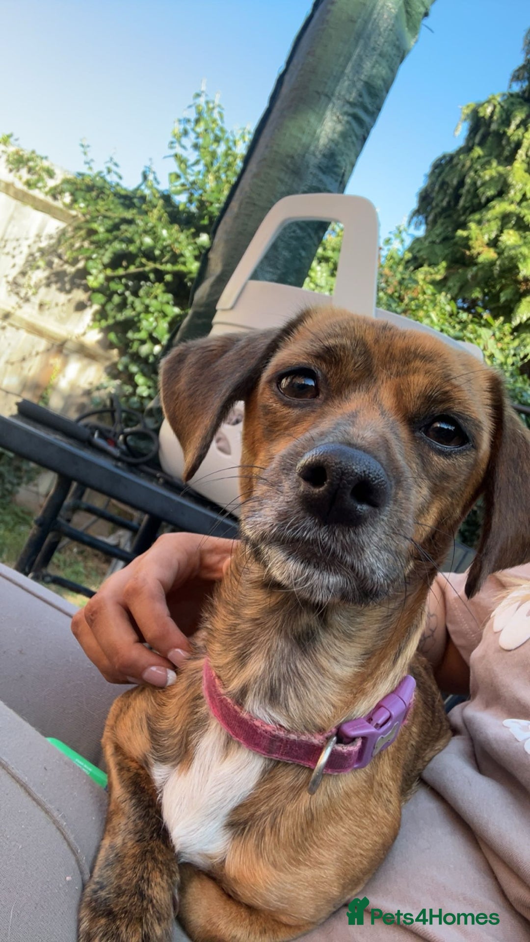 Mixed Breed dogs for sale: Benji and Eevee - Image 9