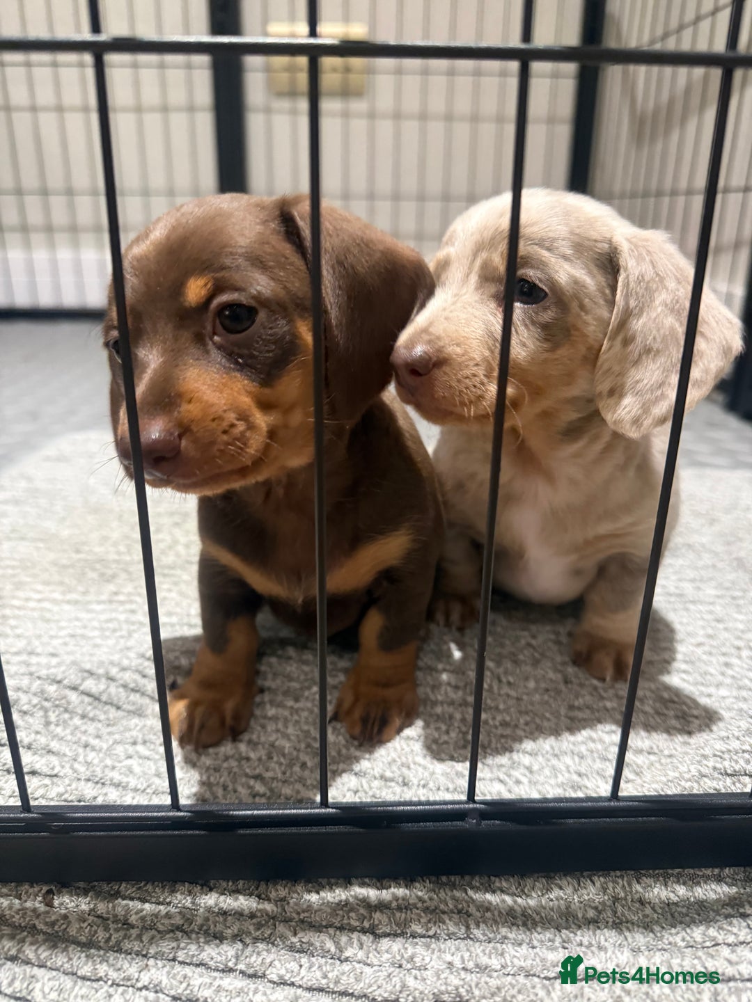 Miniature Dachshund dogs for sale: Beautiful Miniature Dachshund Puppies - Advert 2