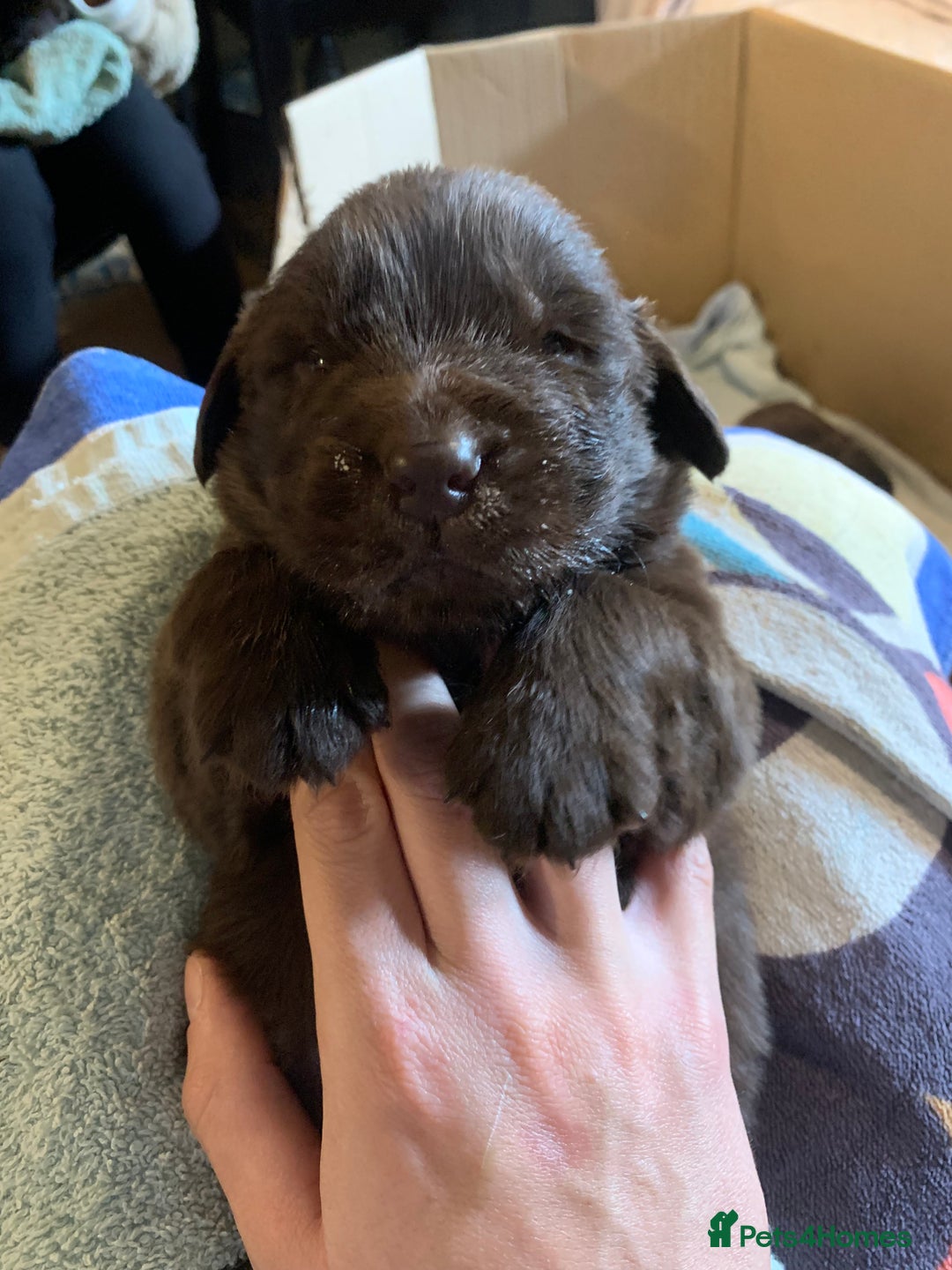 Newfoundland dogs for sale: ✨ Stunning Chocolate Newfoundland Puppies ✨ - Image 7