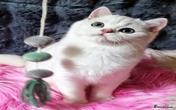 British Shorthair cats for sale: GOLDEN & SILVER BRITISH SHORTHAIR KITTENS TICA - Image 4