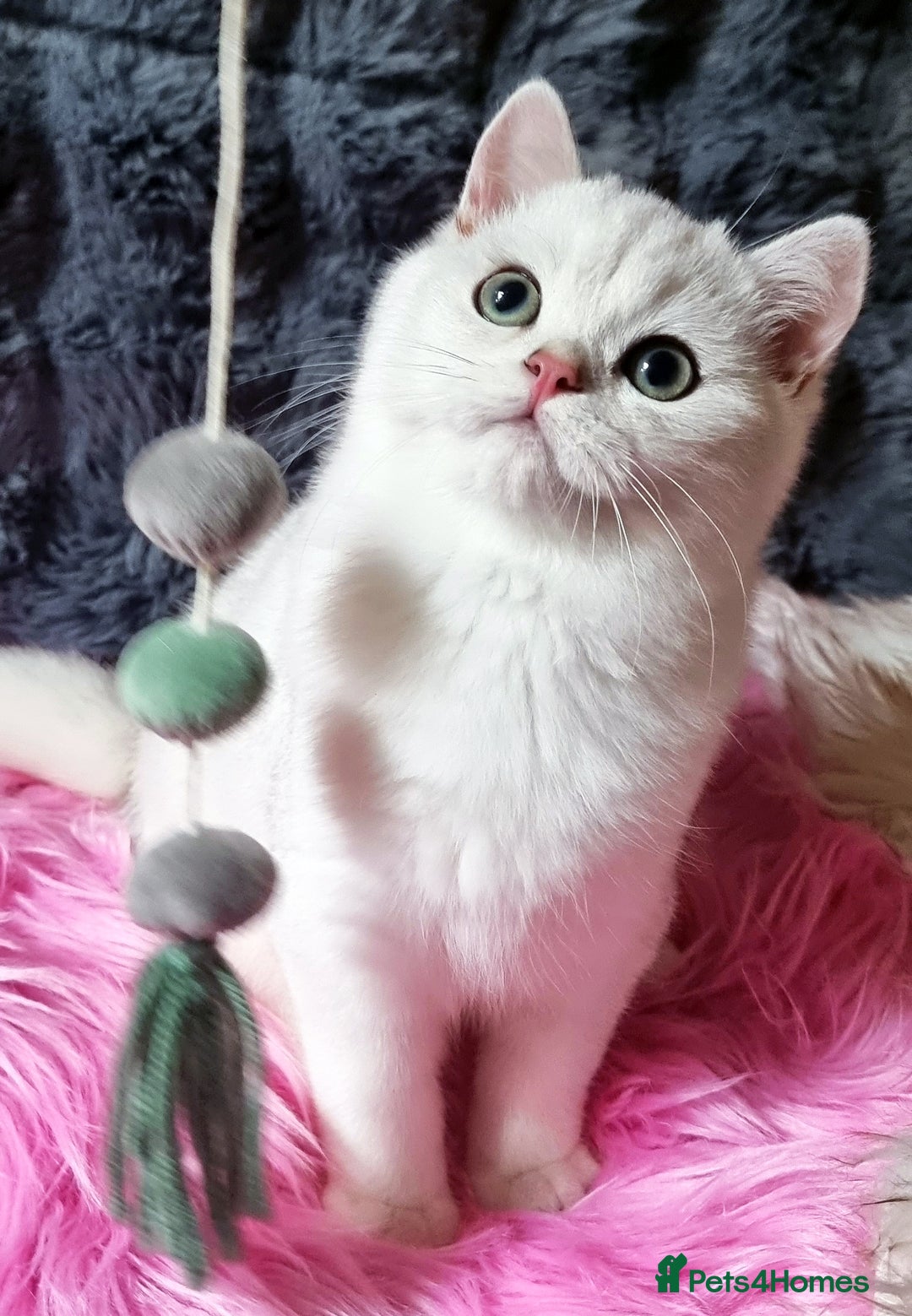 British Shorthair cats for sale: GOLDEN & SILVER BRITISH SHORTHAIR KITTENS TICA - Image 4