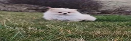 Pomeranian dogs for sale: Beautiful white cream Pomeranian puppies - Advert 14