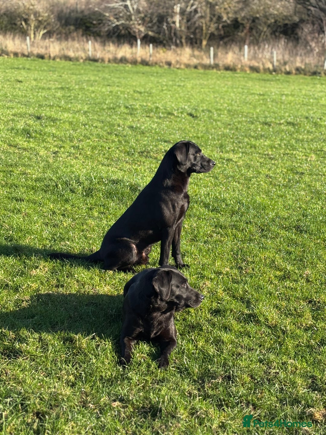 Labrador Retriever dogs for stud: Black labrador stud- FULLY HEALTH TESTED in Leyburn - Advert 24