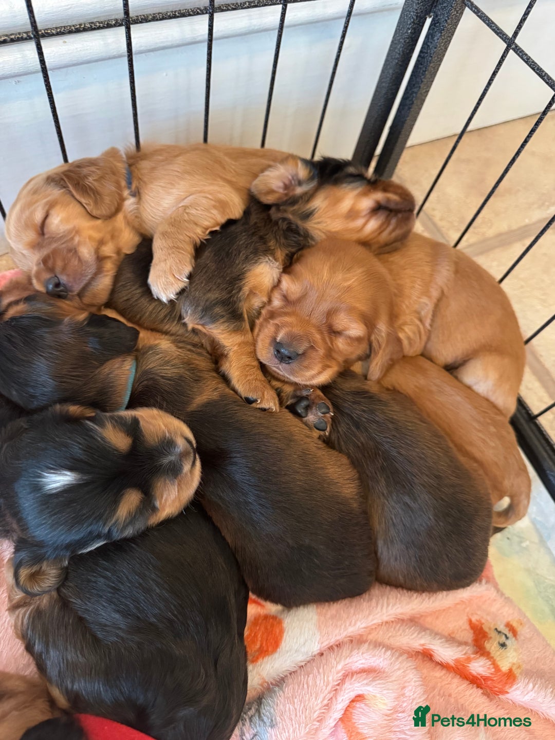Cocker Spaniel dogs for sale: Show cocker spaniels  - Image 5