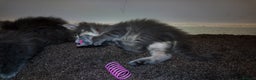 Maine Coon cats for sale: Beautiful Mainecoon Kittens Maine Coon Purebred - Advert 14