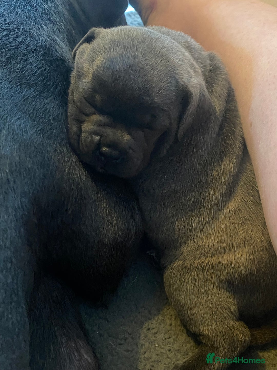 Mixed Breed dogs for sale: Staffy cross pugs  - Image 5