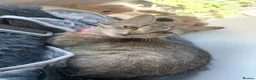Mixed Breed cats for sale: Female cat looking for her forever home  - Advert 10