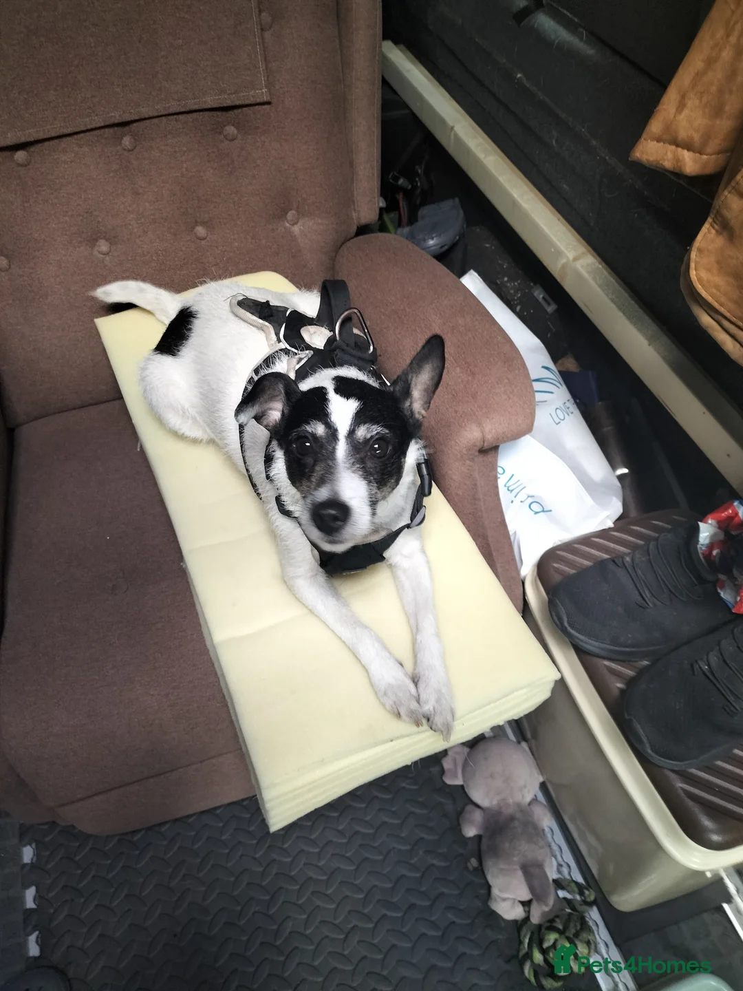 Mixed Breed dogs for sale: 3 year old female  in Barnstaple - Advert 2