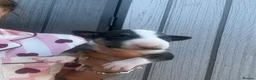 English Bull Terrier dogs for sale: English bull terrier puppies  - Advert 12