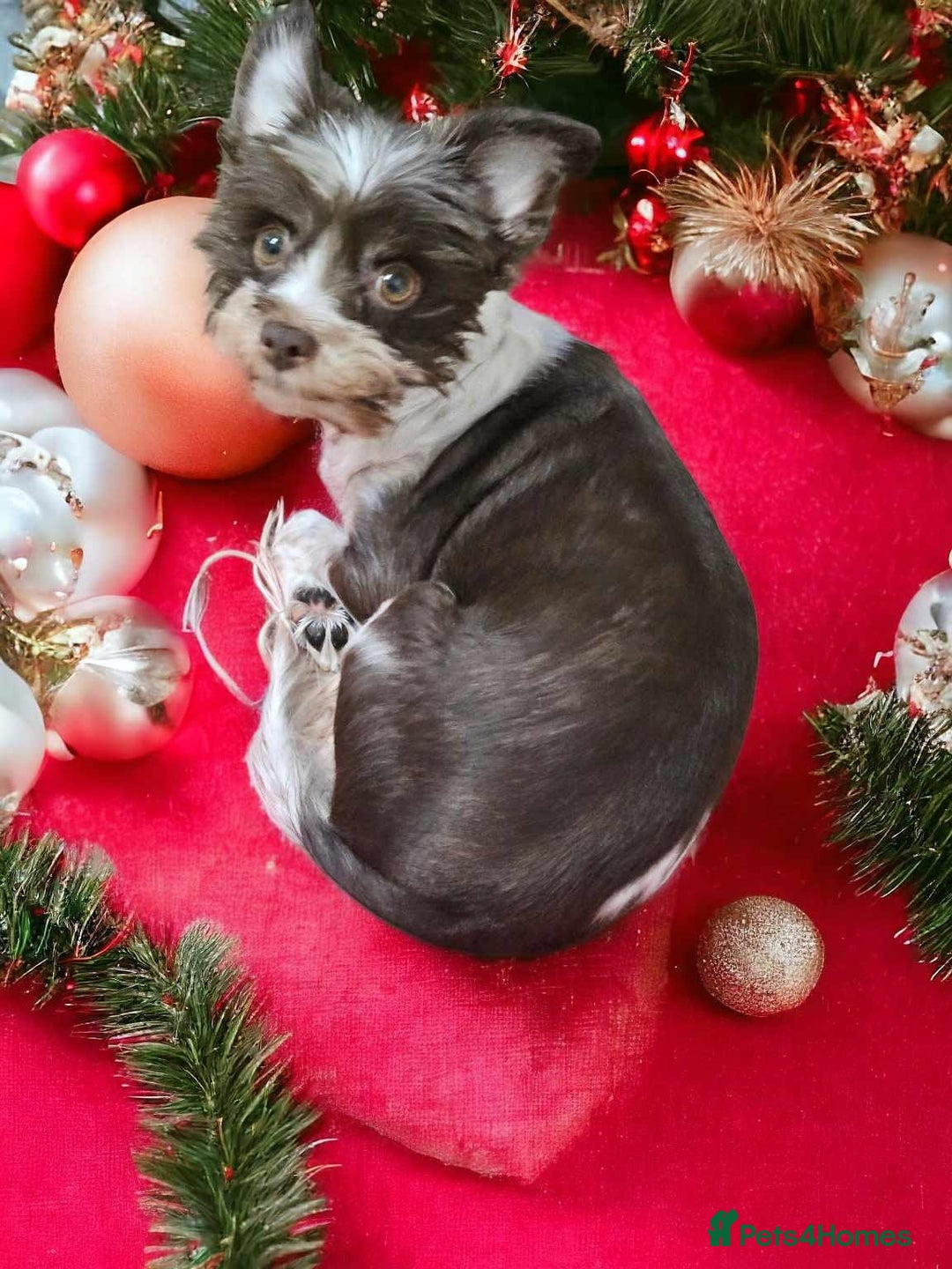 Yorkshire Terrier dogs for sale: 🤎 DNA tested parents 🤎 Yorkie puppies  - Advert 2