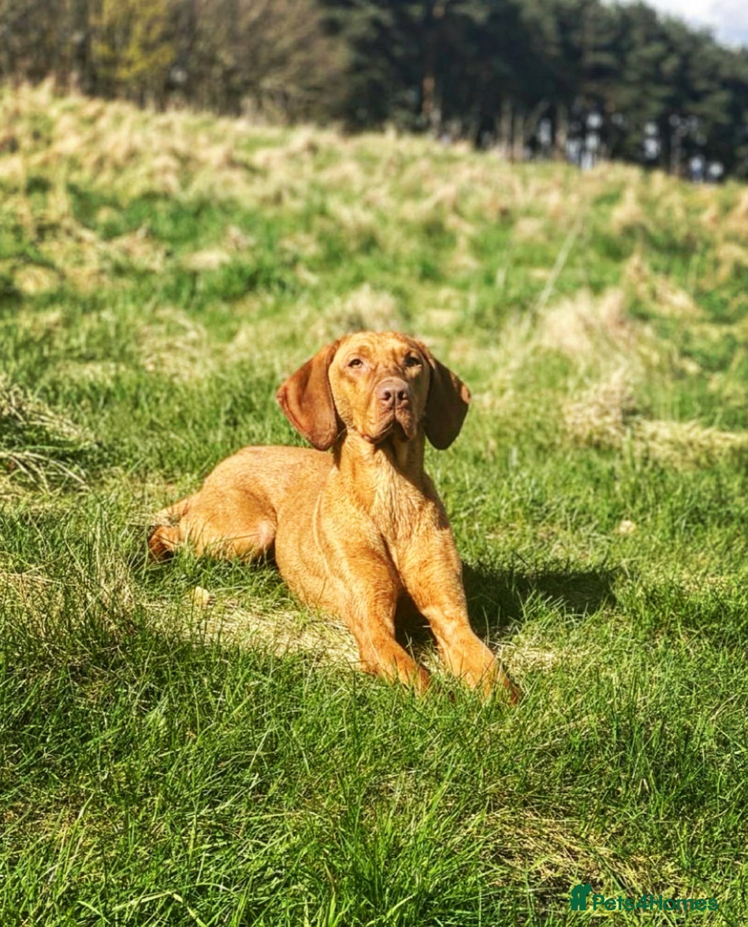 Hungarian Vizsla dogs for stud: *Gamekeeper Bred* Smooth Hungarian Vizsla at Stud in Chester-le-Street - Advert 1