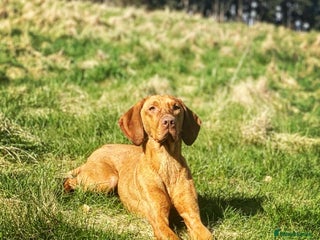 Hungarian Vizsla dogs in Chester-le-Street - Advert 11