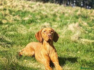 Hungarian Vizsla dogs *Gamekeeper Bred* Smooth Hungarian Vizsla at Stud in Chester-le-Street - Advert 1