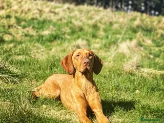 Hungarian Vizsla dogs *Gamekeeper Bred* Smooth Hungarian Vizsla at Stud in Chester-le-Street - Advert 12