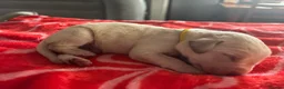Labrador Retriever dogs for sale: Labrador puppies. PLEASE READ DESCRIPTION.  - Advert 5