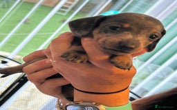 Miniature Dachshund dogs for sale: Six beautiful miniature Dachshunds - Image 20
