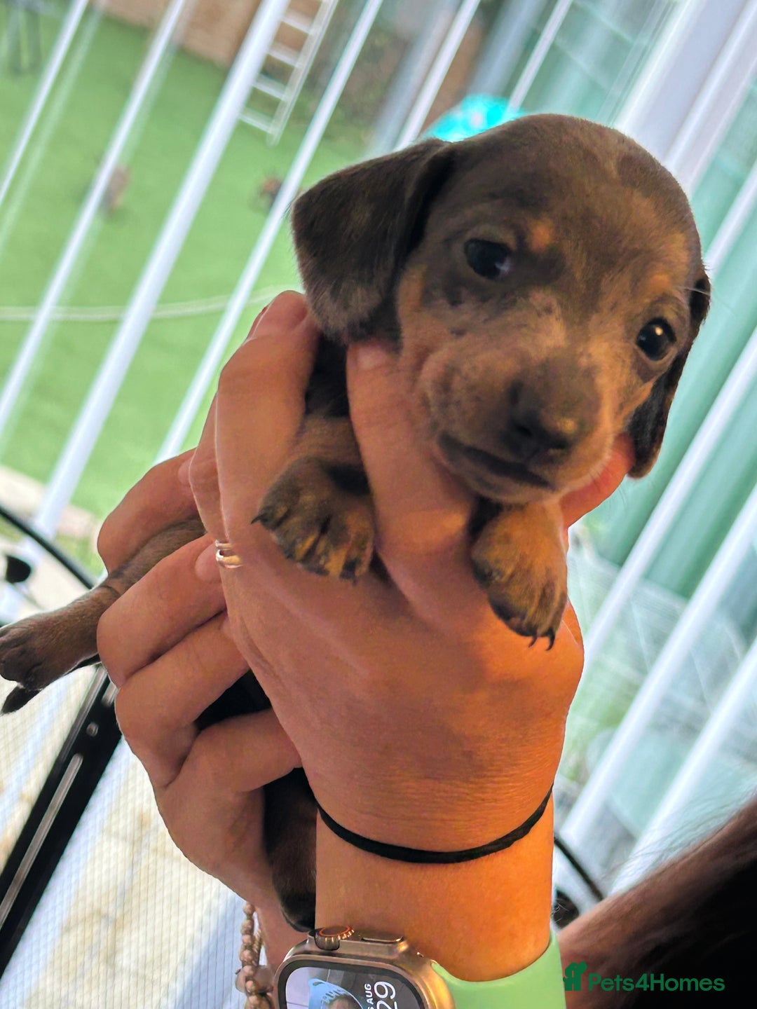 Miniature Dachshund dogs for sale: Six beautiful miniature Dachshunds - Image 20