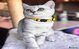 British Shorthair cats for sale: 🐾🌟 Stunningly Rare Silver Tipped (ns12) BSH 🌟🐾 - Image 7