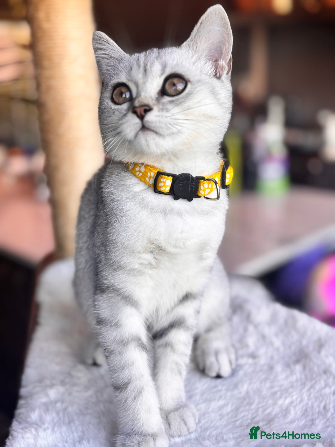 British Shorthair cats for sale: 🐾🌟 Stunningly Rare Silver Tipped (ns12) BSH 🌟🐾 - Image 7