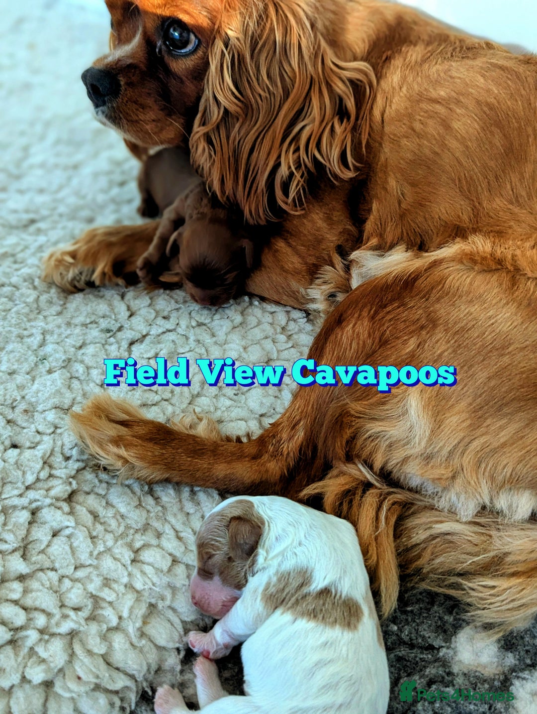Cavapoo dogs for sale: F1 Extensively Health Tested Cavapoos  - Image 7