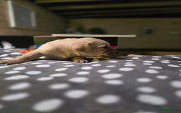 Labrador Retriever dogs for sale: Beautiful Labradors. Ready in time for Christmas - Image 16
