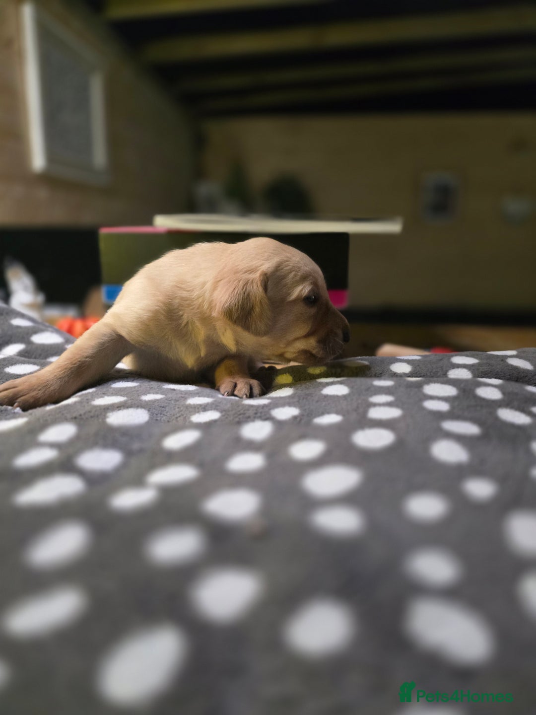 Labrador Retriever dogs for sale: Beautiful Labradors. Ready in time for Christmas - Image 16