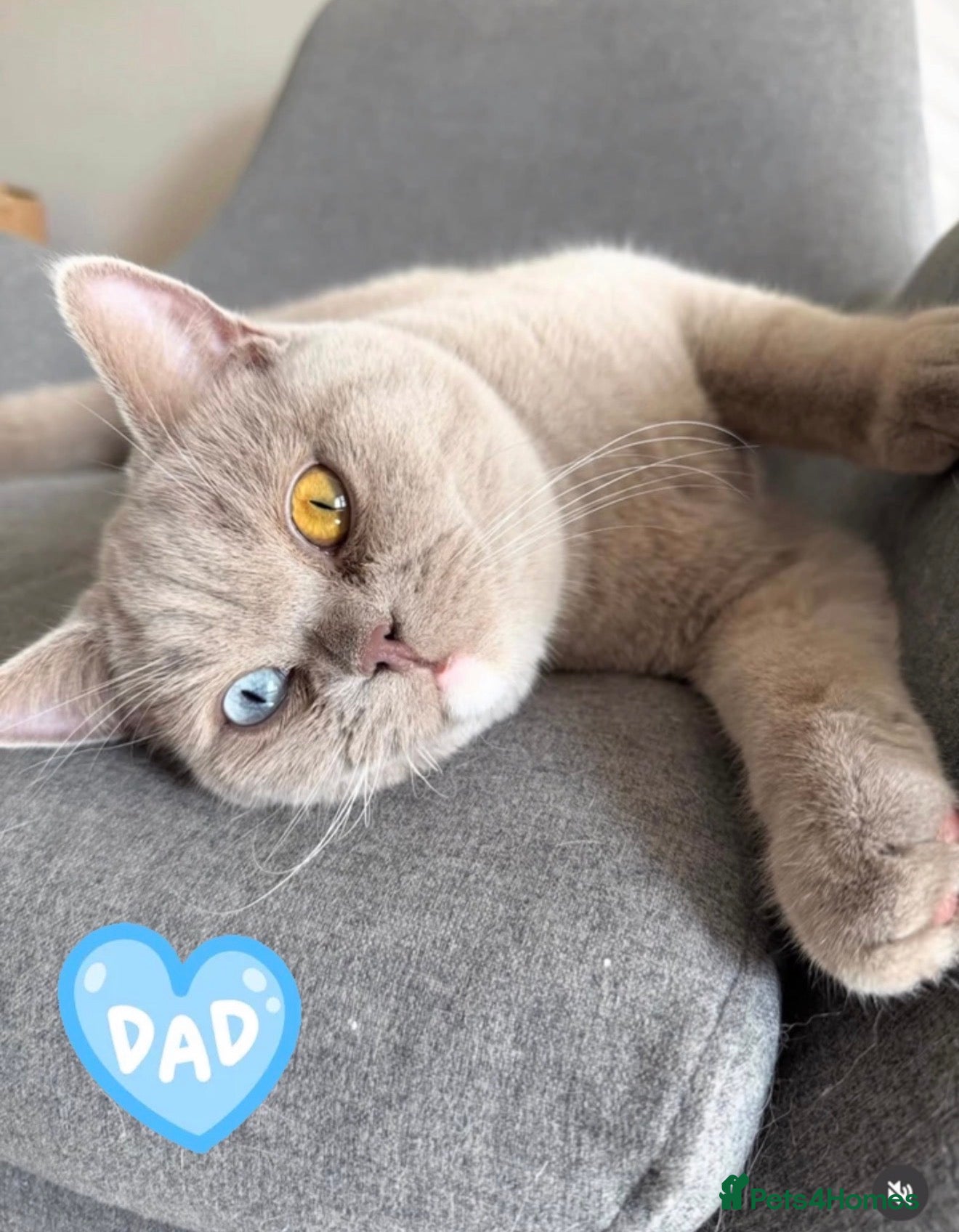Scottish Fold cats Unique blue and odd eye kittens - Advert 1