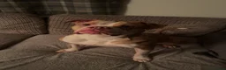 Alapaha Blue Blood Bulldog dogs for sale: Alpha blue blood bulldog  - Advert 4