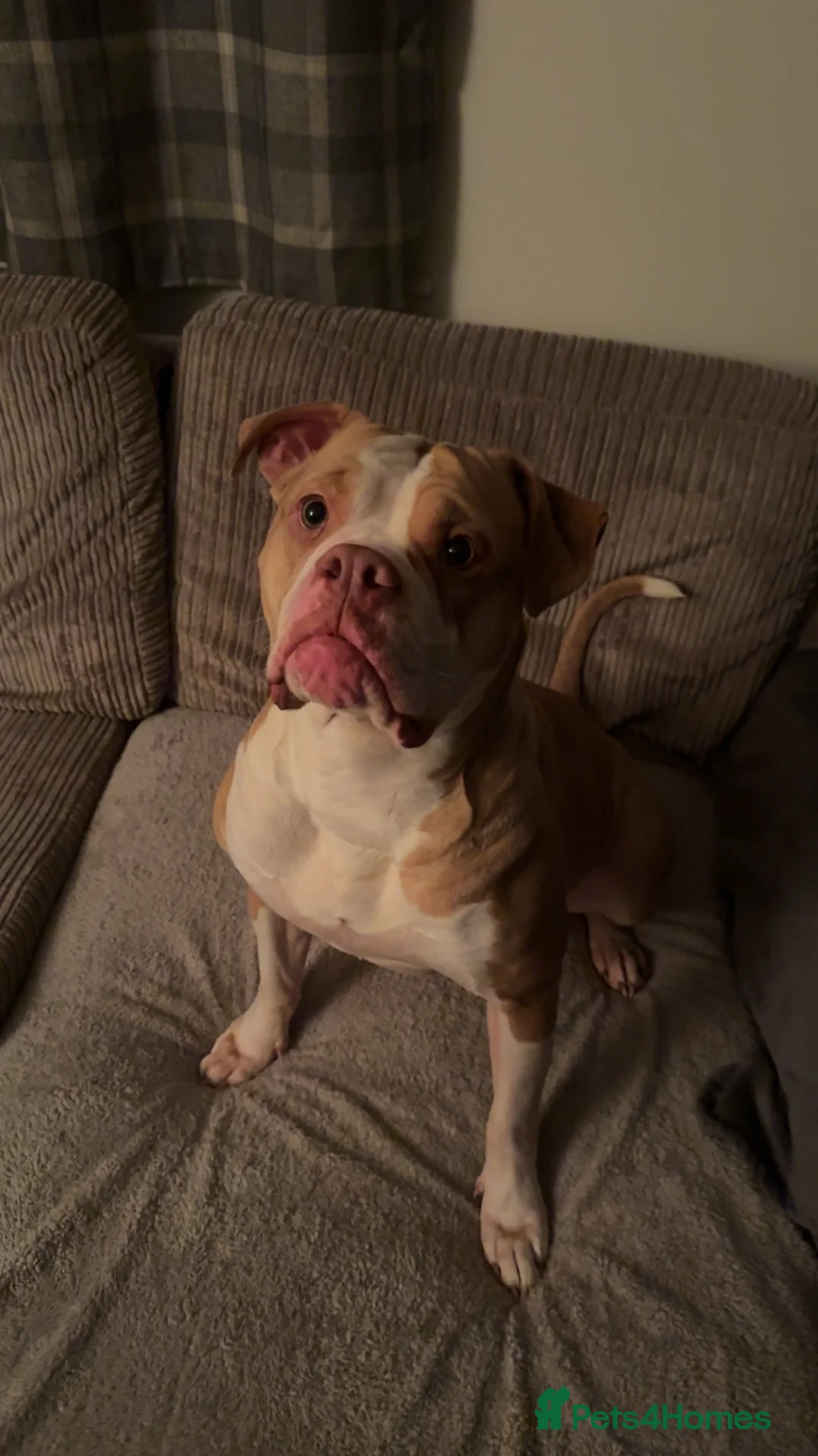 Alapaha Blue Blood Bulldog dogs for sale: Alpha blue blood bulldog  - Advert 4