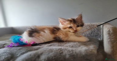 Maine Coon cats - Advert 12