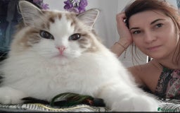 Ragdoll cats for sale: 🩷✨️WAITING LIST ExclusiveKittens💖 TICA🏆cattery - Advert 17