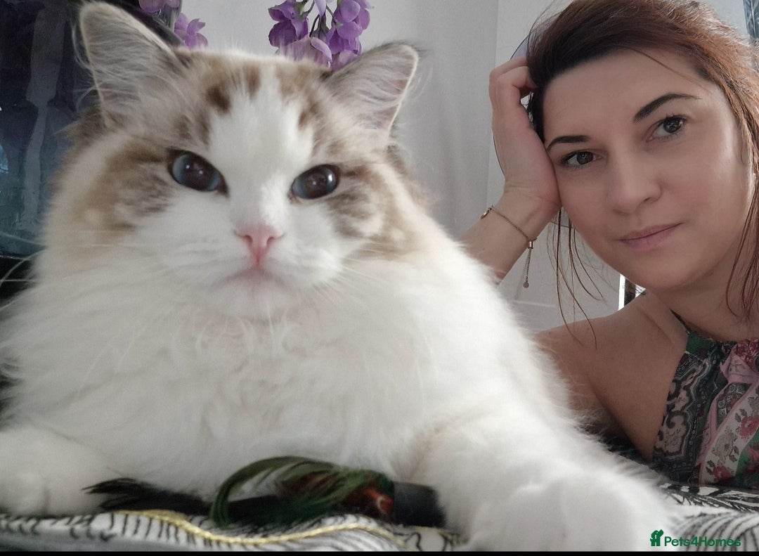 Ragdoll cats for sale: 🩷✨️WAITING LIST ExclusiveKittens💖 TICA🏆cattery - Advert 17