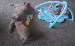 British Shorthair cats for sale: Adorable British short hair Kittens  - Image 22